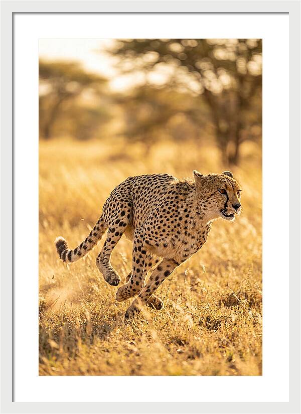 African Cheetah Sprinting Through Grasslands