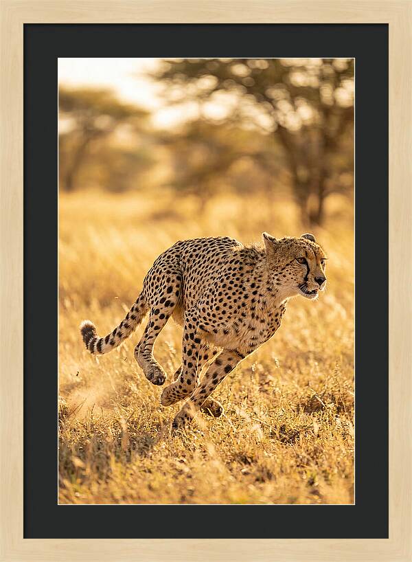 African Cheetah Sprinting Through Grasslands
