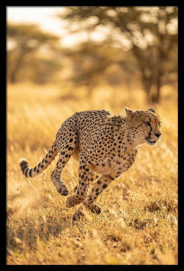 African Cheetah Sprinting Through Grasslands
