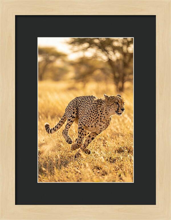 African Cheetah Sprinting Through Grasslands
