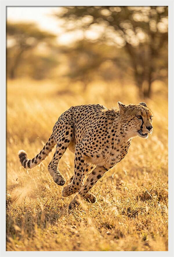 African Cheetah Sprinting Through Grasslands