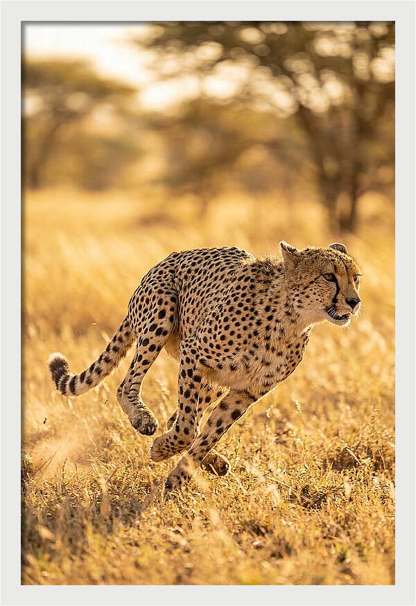 African Cheetah Sprinting Through Grasslands