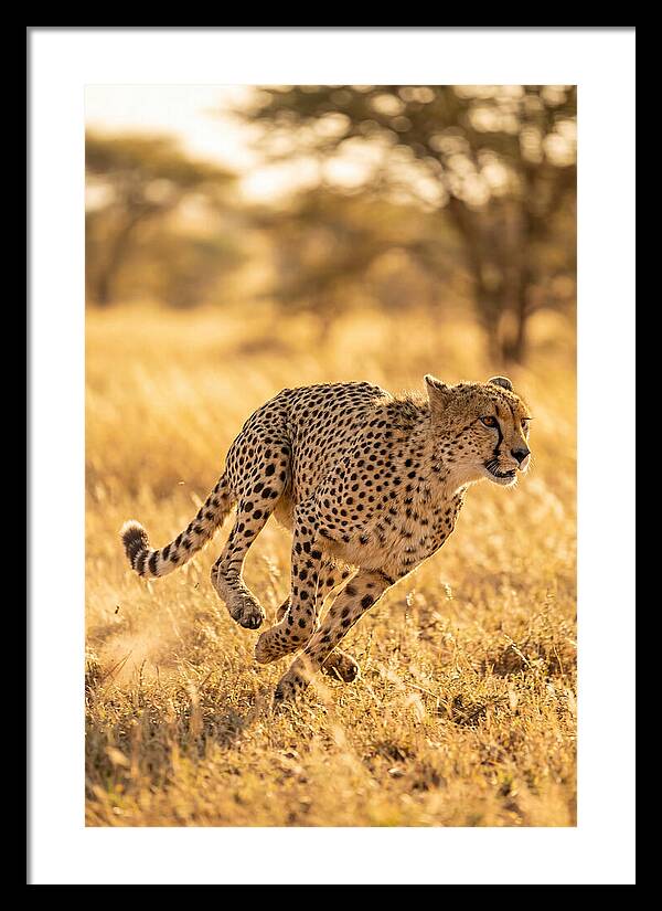 African Cheetah Sprinting Through Grasslands