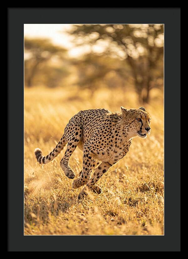 African Cheetah Sprinting Through Grasslands