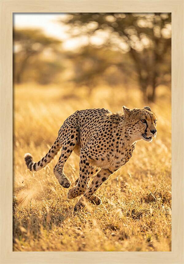 African Cheetah Sprinting Through Grasslands