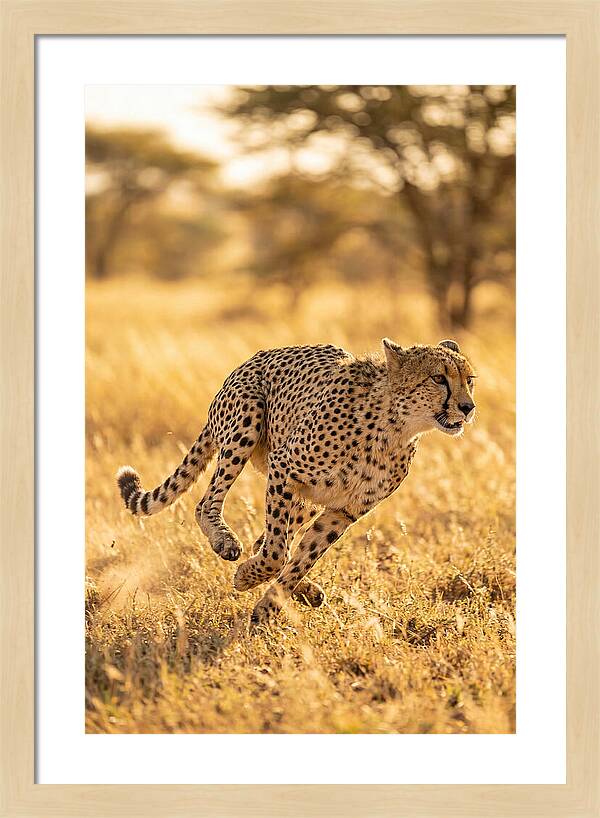 African Cheetah Sprinting Through Grasslands