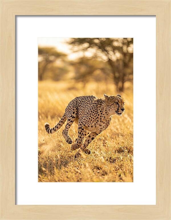 African Cheetah Sprinting Through Grasslands