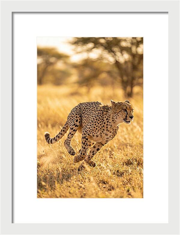 African Cheetah Sprinting Through Grasslands