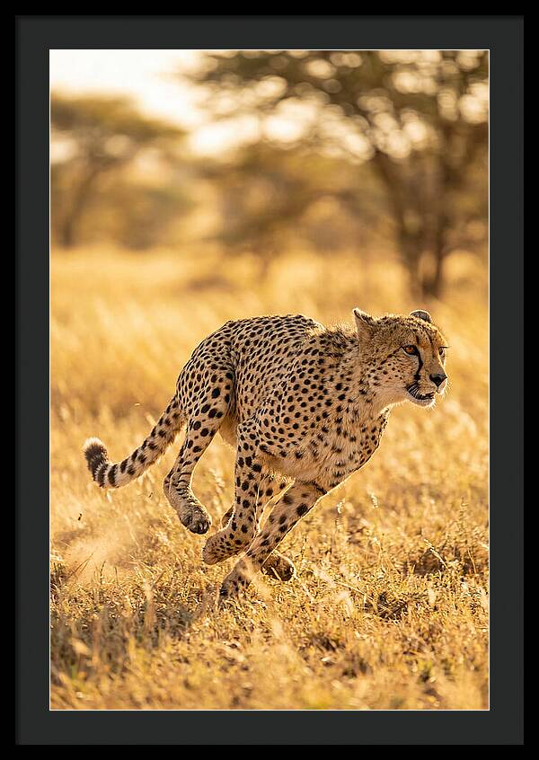 African Cheetah Sprinting Through Grasslands