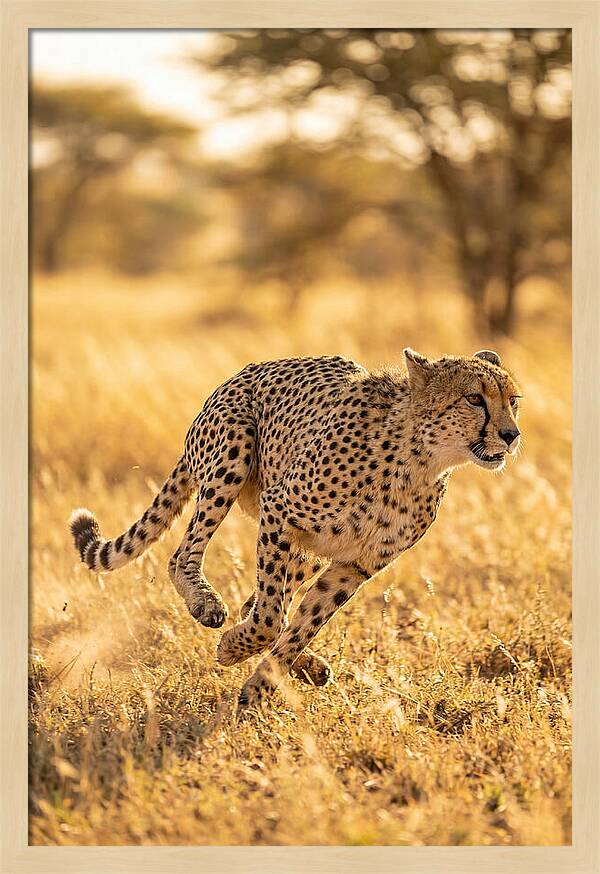 African Cheetah Sprinting Through Grasslands