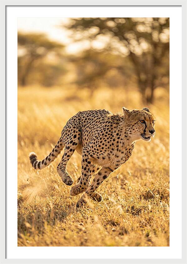 African Cheetah Sprinting Through Grasslands