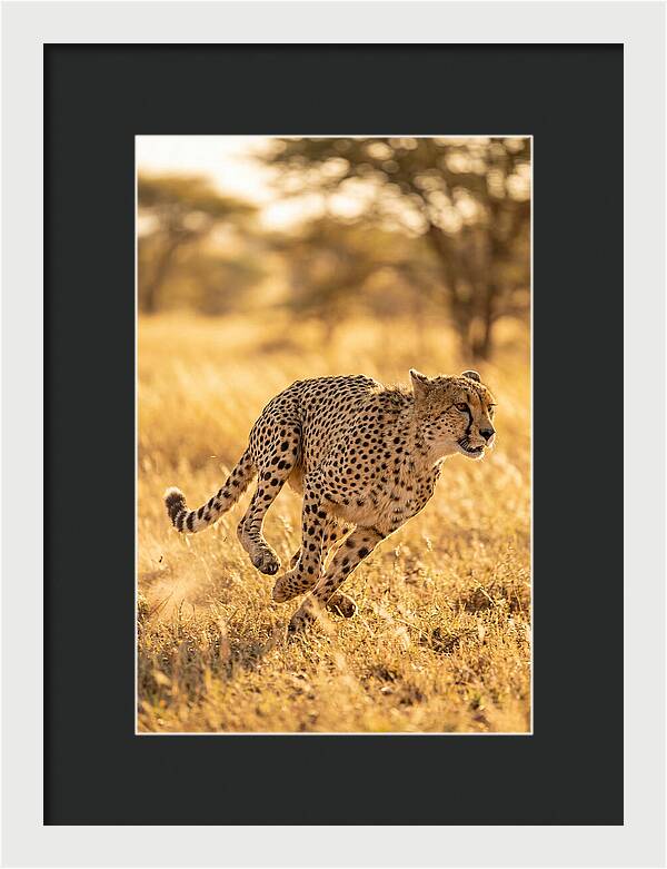 African Cheetah Sprinting Through Grasslands