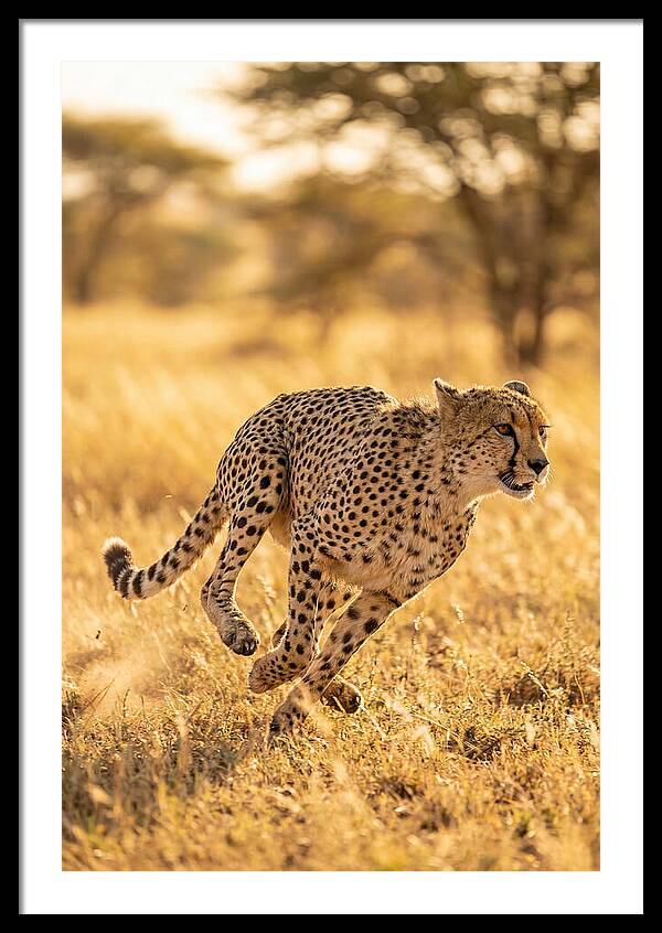 African Cheetah Sprinting Through Grasslands