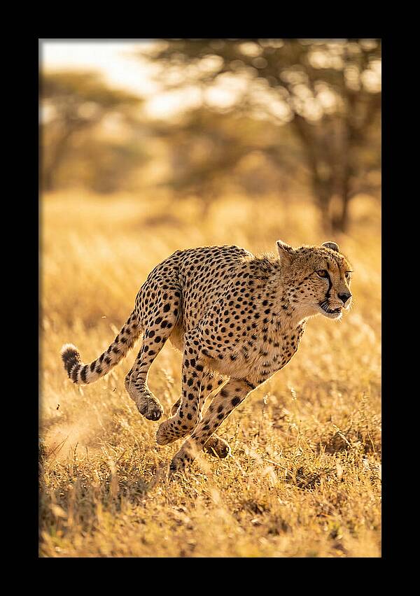 African Cheetah Sprinting Through Grasslands