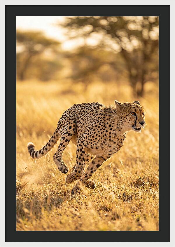 African Cheetah Sprinting Through Grasslands