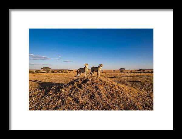 African Cheetahs On Alert