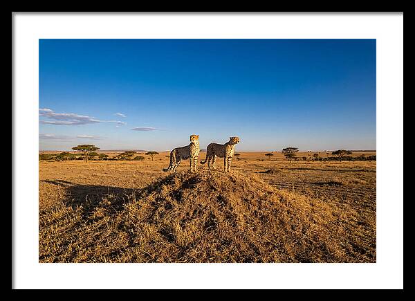 African Cheetahs On Alert