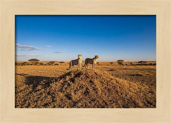 African Cheetahs On Alert