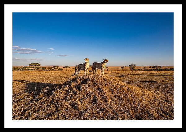African Cheetahs On Alert