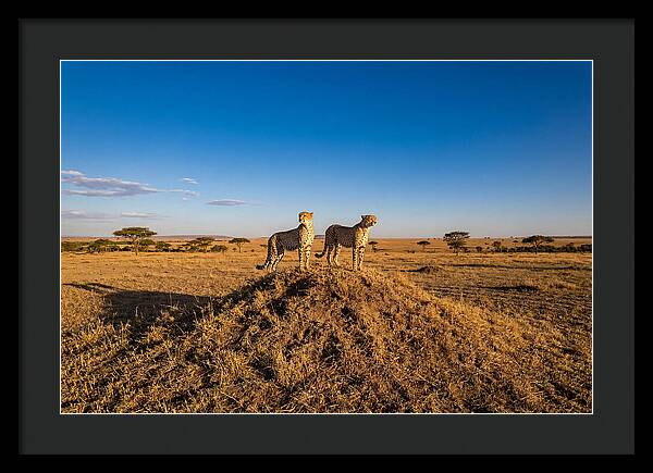 African Cheetahs On Alert