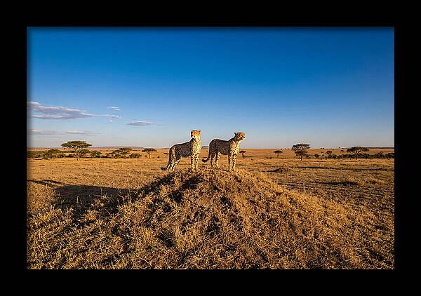 African Cheetahs On Alert