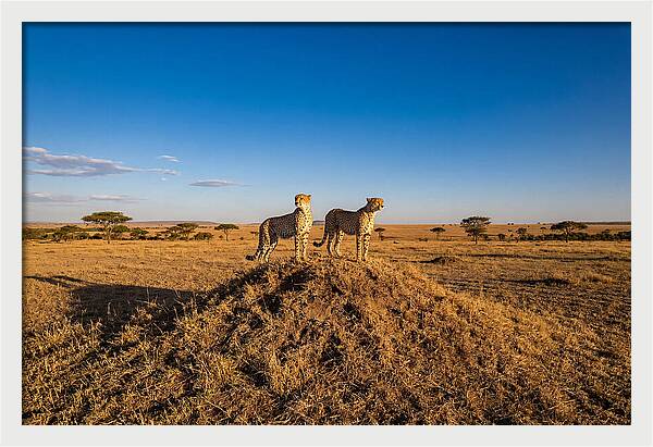 African Cheetahs On Alert