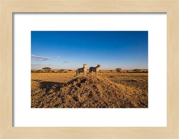 African Cheetahs On Alert