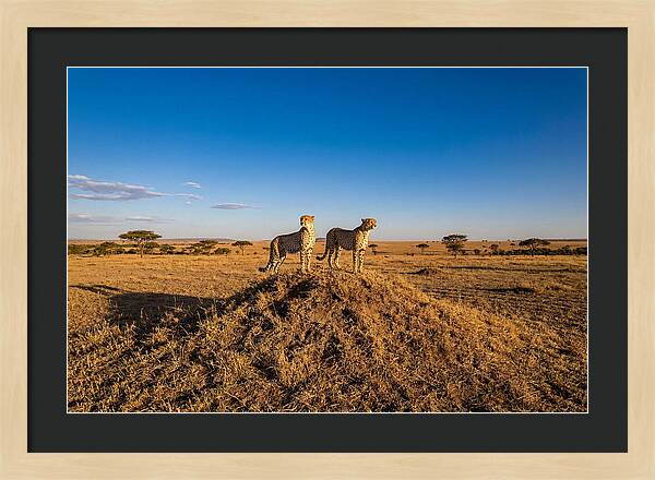 African Cheetahs On Alert
