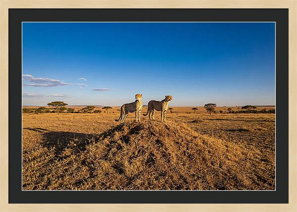 African Cheetahs On Alert