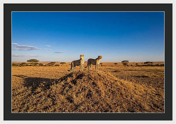African Cheetahs On Alert