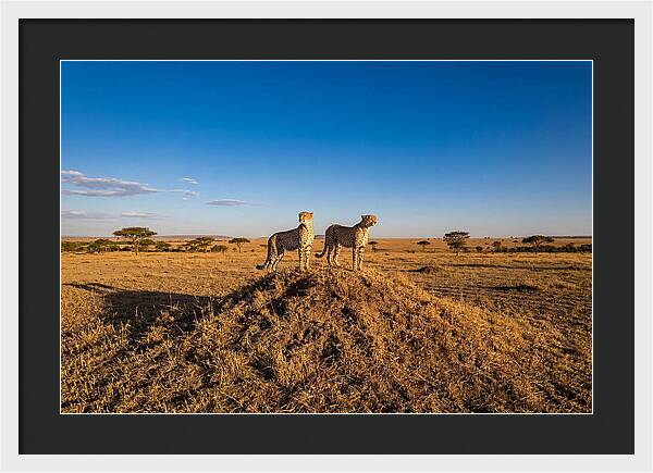 African Cheetahs On Alert