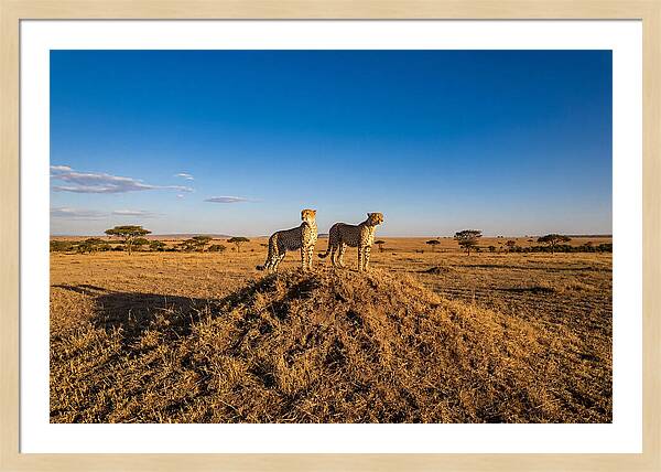 African Cheetahs On Alert