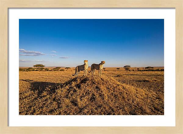 African Cheetahs On Alert