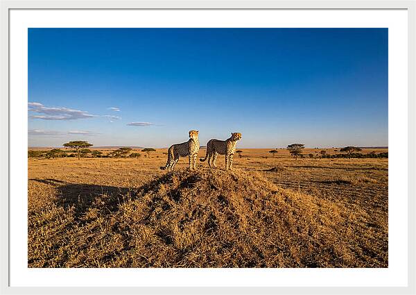 African Cheetahs On Alert