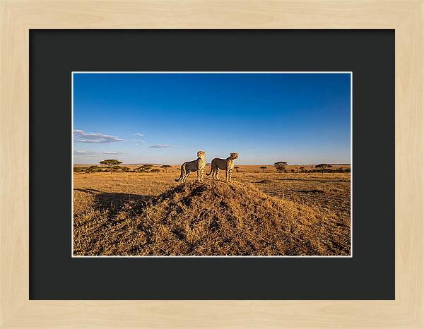 African Cheetahs On Alert