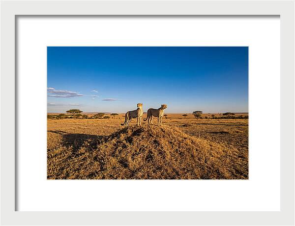 African Cheetahs On Alert