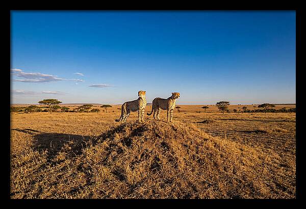 African Cheetahs On Alert