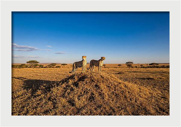 African Cheetahs On Alert