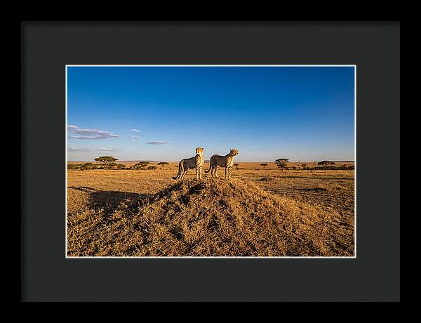 African Cheetahs On Alert