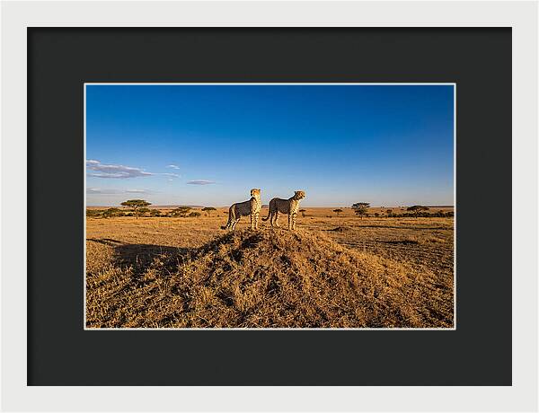 African Cheetahs On Alert