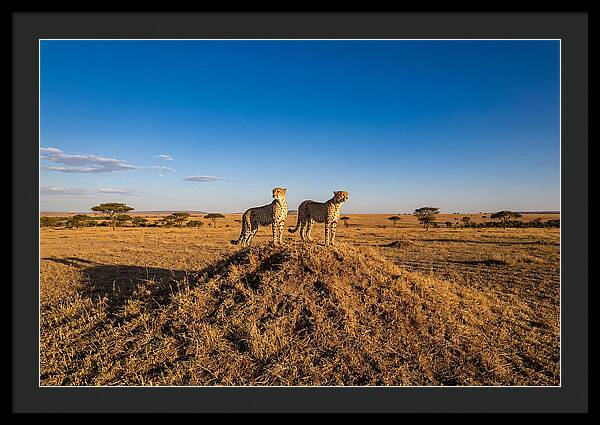 African Cheetahs On Alert