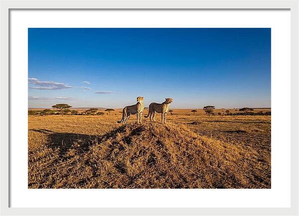 African Cheetahs On Alert