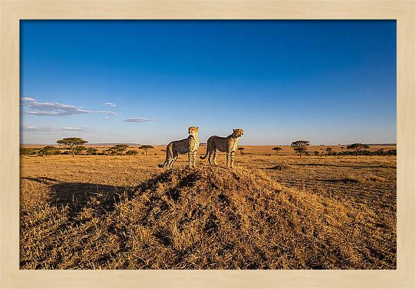African Cheetahs On Alert