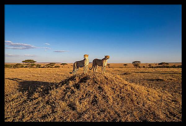 African Cheetahs On Alert