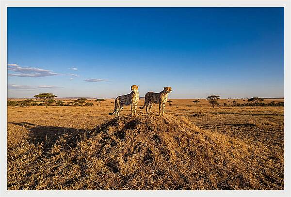 African Cheetahs On Alert
