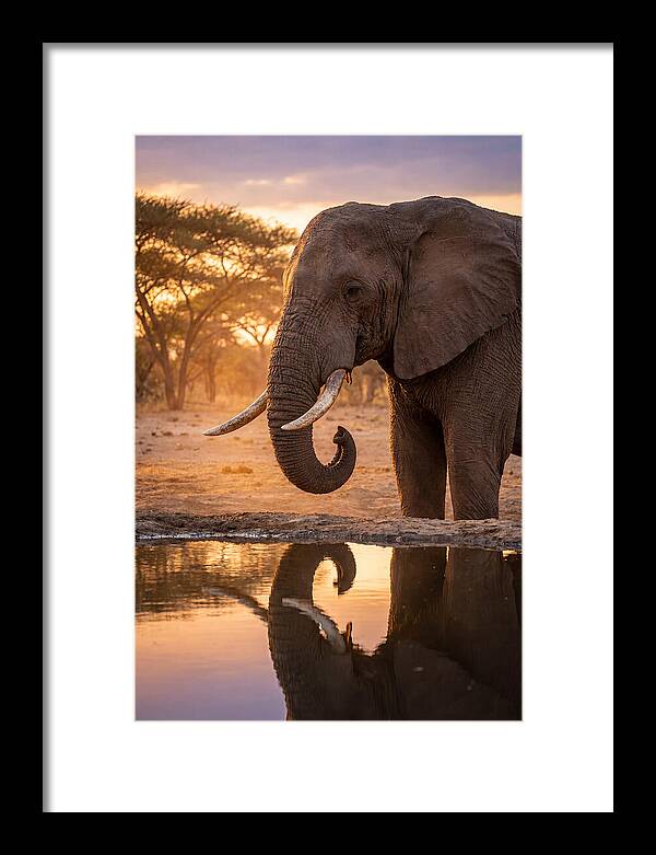African Elephant At Waterhole