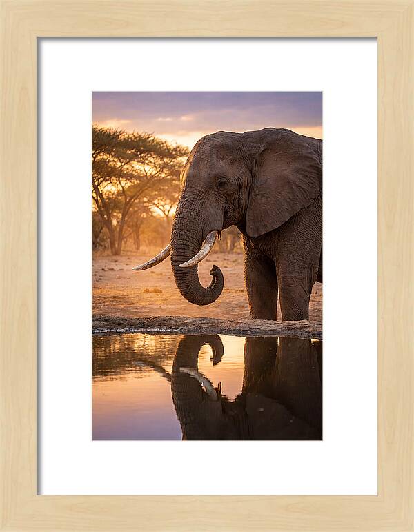 African Elephant At Waterhole