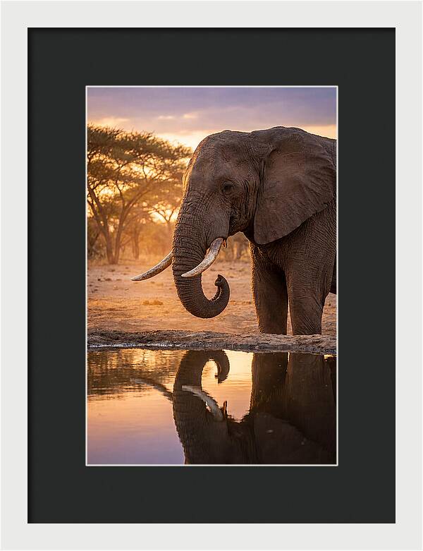 African Elephant At Waterhole