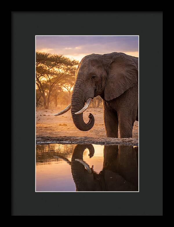 African Elephant At Waterhole