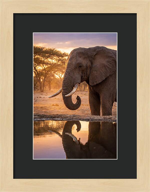 African Elephant At Waterhole